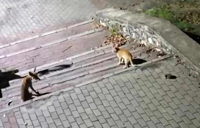 Tilki Kedi ve Kirpinin Parkta Buluşması Kamerada