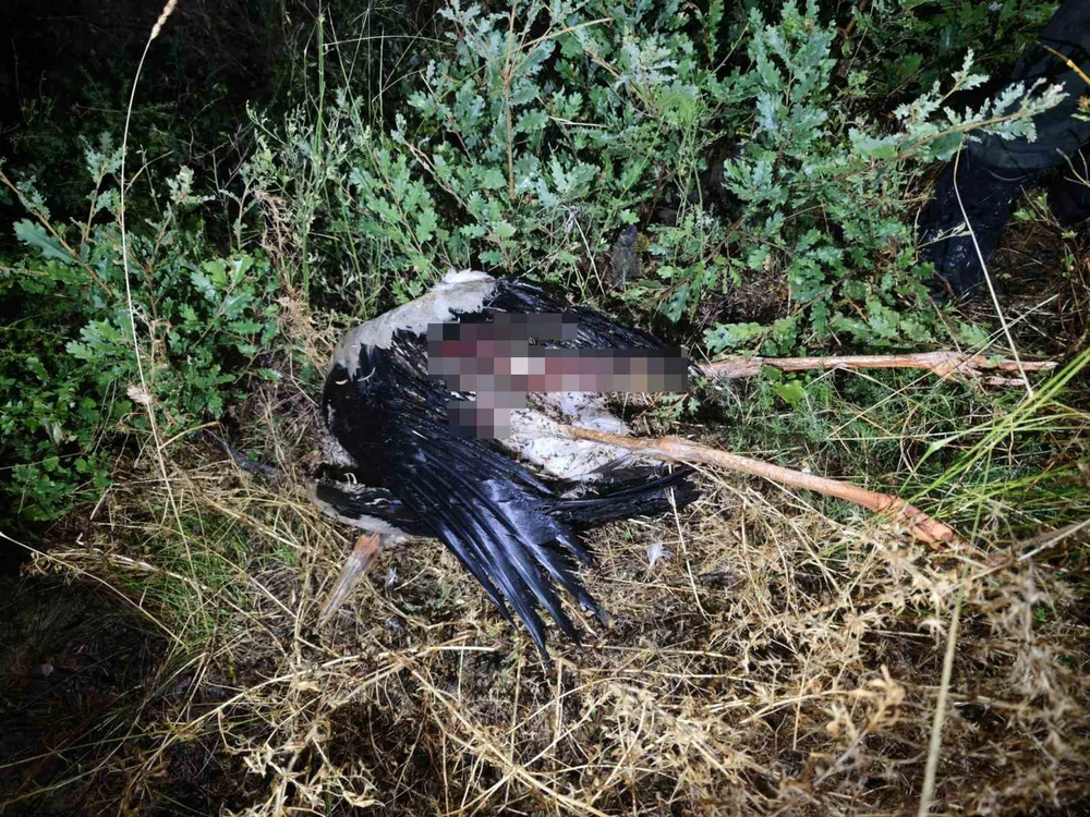 Bilecik'te Kuş Çarpması Sonucu Çıkan Yangın Kontrol Altına Alındı