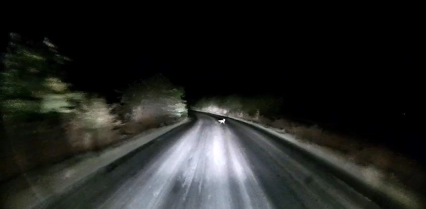 Edirne'de Tilki Araç Farlarına Yakalandı, Kaçış Anı Kamerada
