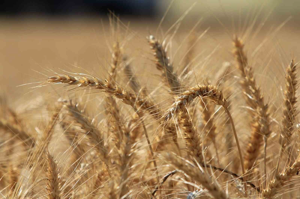 Küresel Tahıl Üretiminde Rekor Sonrası Yüzde 3 Düşüş Bekleniyor
