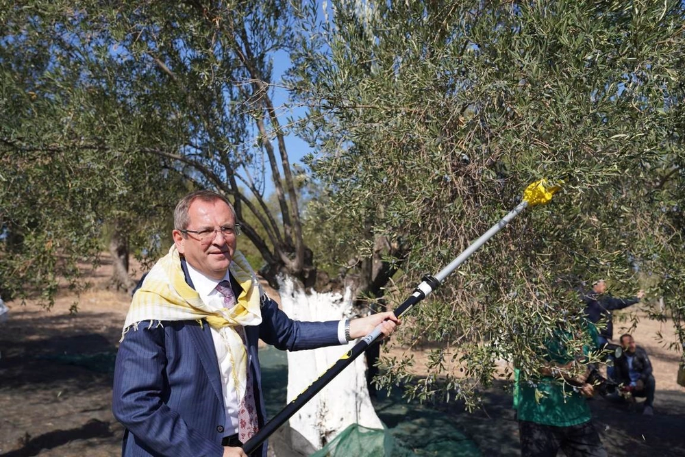 Ayvalık'ta Zeytin Hasadı ve Turizm Festivali 29 Ekim'de Başlıyor