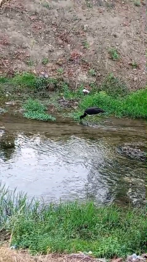 İnegöl'de Nadir Görülen Kara Leylek Göz Göze Geldi