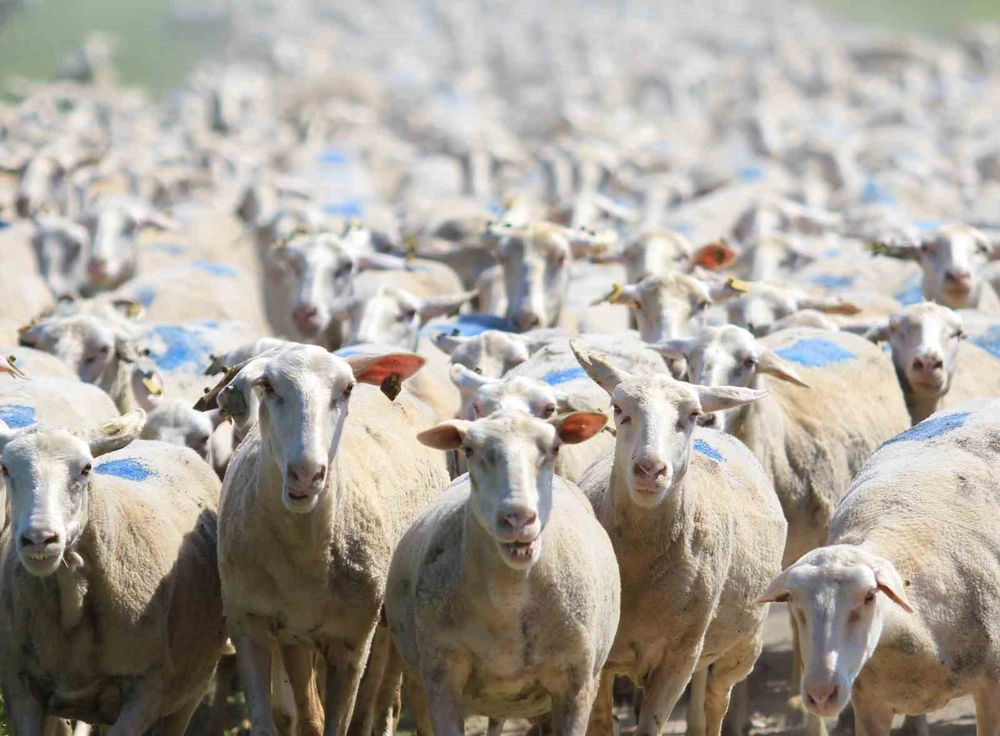TİGEM'den Çiftçilere 18 Bin 393 Gebe Düve ve 9 Bin 800 Küçükbaş Damızlık