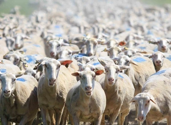 TİGEM'den Çiftçilere 18 Bin 393 Gebe Düve ve 9 Bin 800 Küçükbaş Damızlık