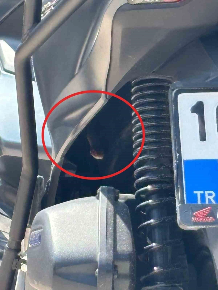 Bursa'da Motosikletten Çıkan Yılan Sürücüyü Korkuttu