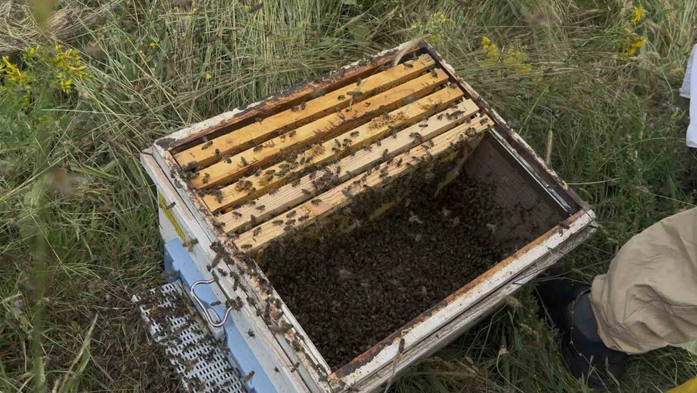 Binlerce Arı Çalılığı Sardı Arıcı Kısa Sürede Müdahale Etti